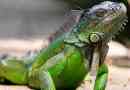 10 Zajímavých faktů o iguanah