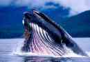 27 Zajímavé fakta o velrybách