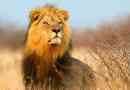 Africký lev