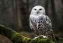 Bílý sova