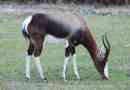 Bontsbok: zajímavé stránky od života antilopy