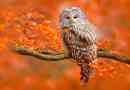 Co je jíst sovy v přírodě?