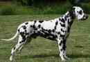 Dalmatin: skvrnitý kouzlo dekorativního cíle
