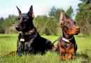 Doberman - elegantní pes s kvalitami služby