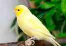 Domů canary
