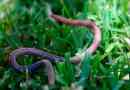 Dešťové červy - zajímavá fakta