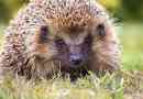 Ježek - pohledy a popis rodiny hrdiny