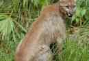 Florida puma - vzácné poddruhy