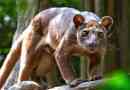 Fossa