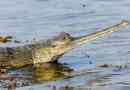 Gavial