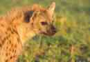 Hyena