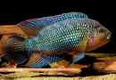 Glugged cichlazoma - neobvyklé ryby pro akvárium