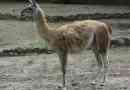 Guanaco - jeden z velbloudů