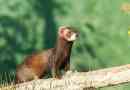 Ferret (wild)