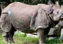 Indický rhino