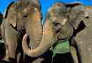 Indický slon: fotografie a video zvíře