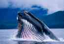 Zajímavá fakta o velrybách