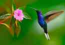 Zajímavá fakta o kolibříku
