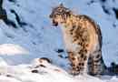 Zajímavá fakta o sněhu leopard