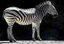 Zajímavá fakta o zebry