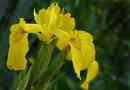 Iris yellow