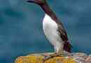 Guillemot