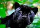 Co vede černý panter?
