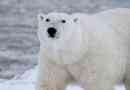 Bílý lední medvěd - popis, oblast, výživa, reprodukce, chování a fotografie