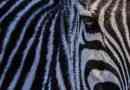Jakou barvu z zebry: bílá nebo černá?