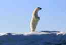 Jakou velikost a hmotnost ledního medvěda?