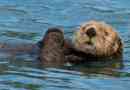 Calan (marine otter)