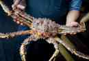 Kamchatsky crab