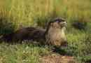 Kamerunský nehybný otter - vzácné zvíře