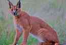 Caracal