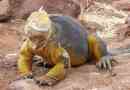 Koncomfort - galapagos iguana