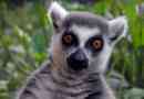 Feline lemur - madagaskar macs