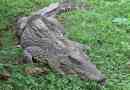Kubánský krokodýl
