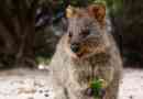 Quokka
