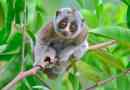 Lemur lori