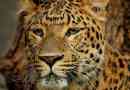 Leopard, nebo bary nebo panter
