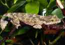 Vopastehydrated gecko - létání plazů