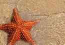 Mořská hvězdice