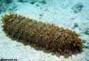 Mořská okurka. Životní styl a stanoviště mořské okurky