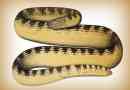 Mramor sea snake: popis, foto