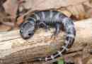 Marble salamander z druhu ambir: foto