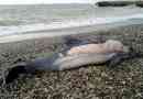 Dead delfíni nalezeni na plážích soči