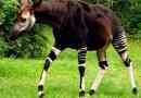 Okapi
