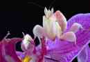 Orchidogo mantis: flower-ve tvaru hmyz