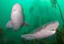 Blagle semi-látkový žralok: fotky, zajímavá fakta