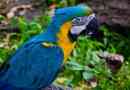 Parrot blue ara